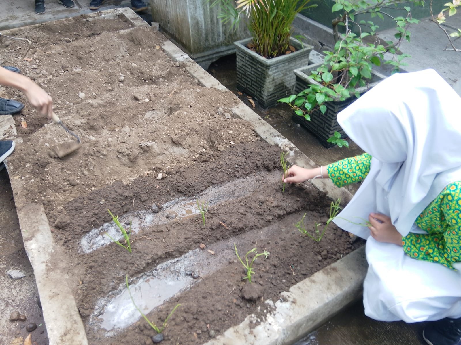 Kelas 8E MTsN 6 Bantul Tanam Kemangi dengan Teknik Stek di Lahan Life Skill