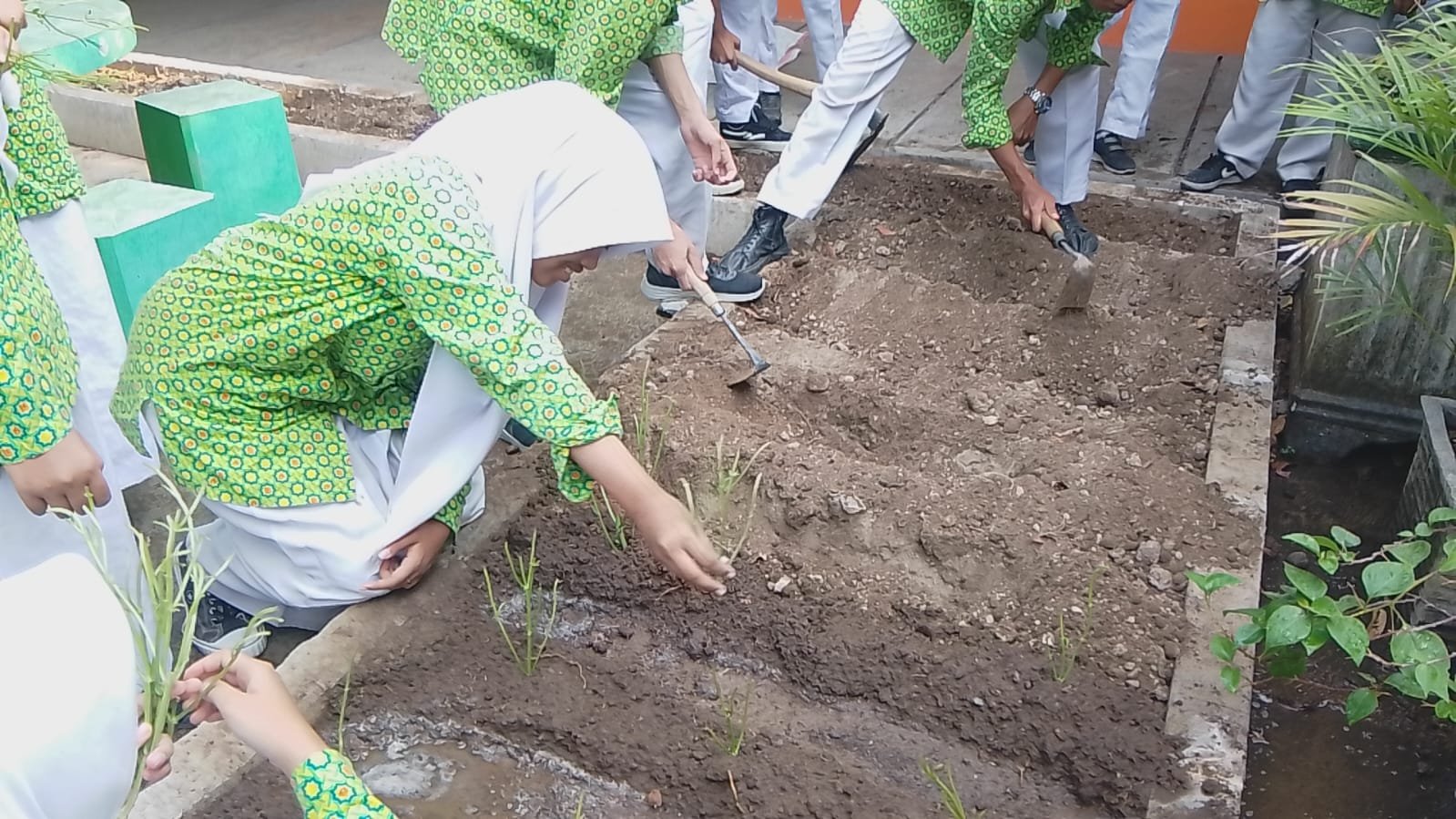 Dari Tangan Siswa, Harapan Baru Tumbuh di Lahan MTs Negeri 6 Bantul 