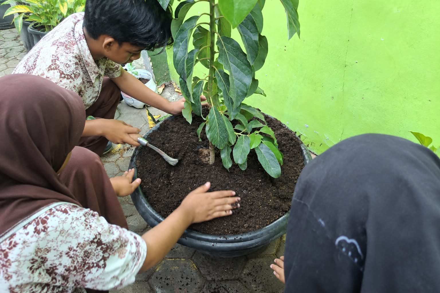 Siswa Kelas 8 D MTs N 6 Bantul Tanam Pohon Alpukat, Kenang-kenangan Mahasiswa PK UNY untuk Adiwiyata