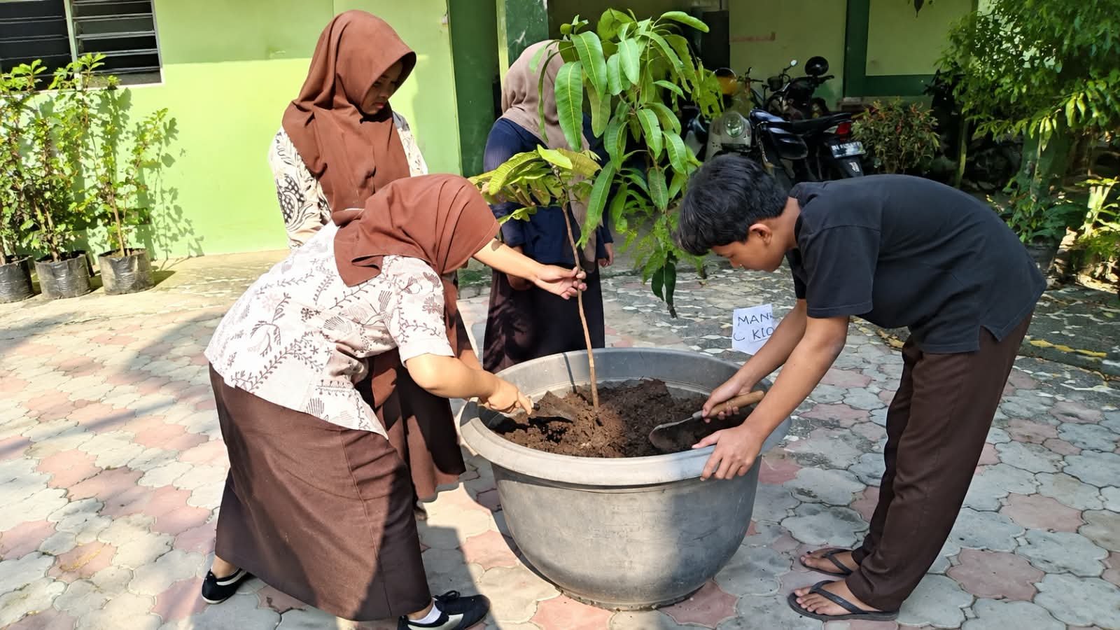 Siswa MTs N 6 Bantul Tanam Pohon Matoa di Pot Jumbo, Wujudkan Program Adiwiyata