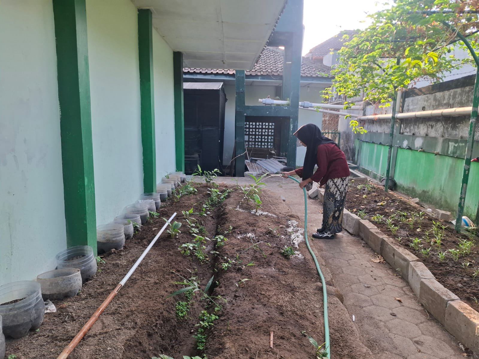Jaga Tanaman Tidak Layu, Siswa VIIIA MTsN 6 Bantul Konsisten Menyiram Tanaman