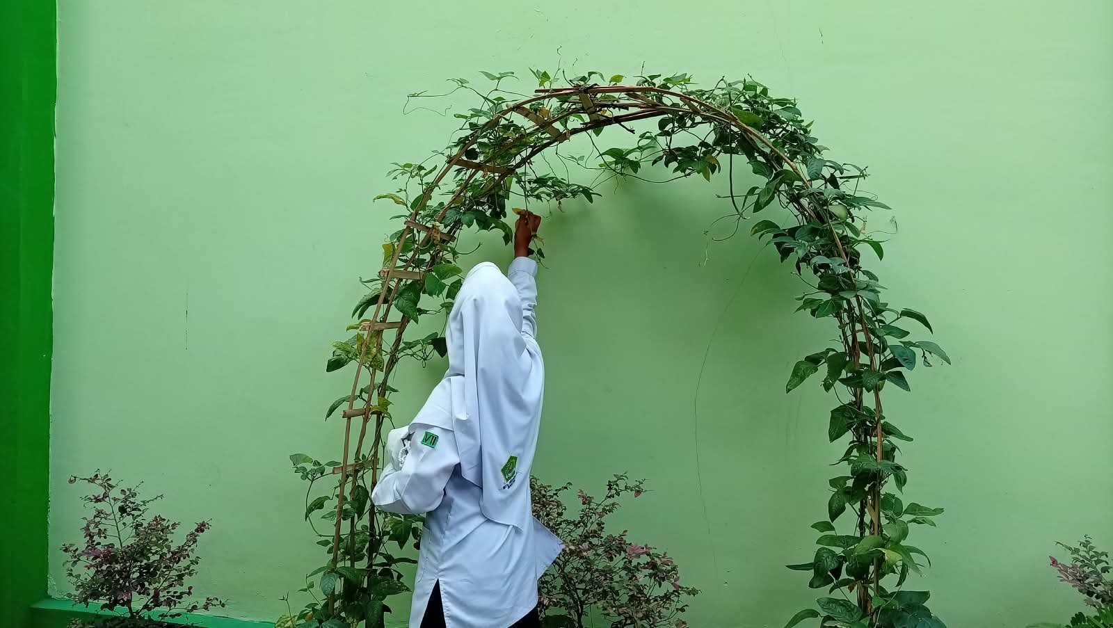 Siswa MTs N 6 Bantul Peduli Tanaman, Petik Daun Kuning pada Kacang Panjang