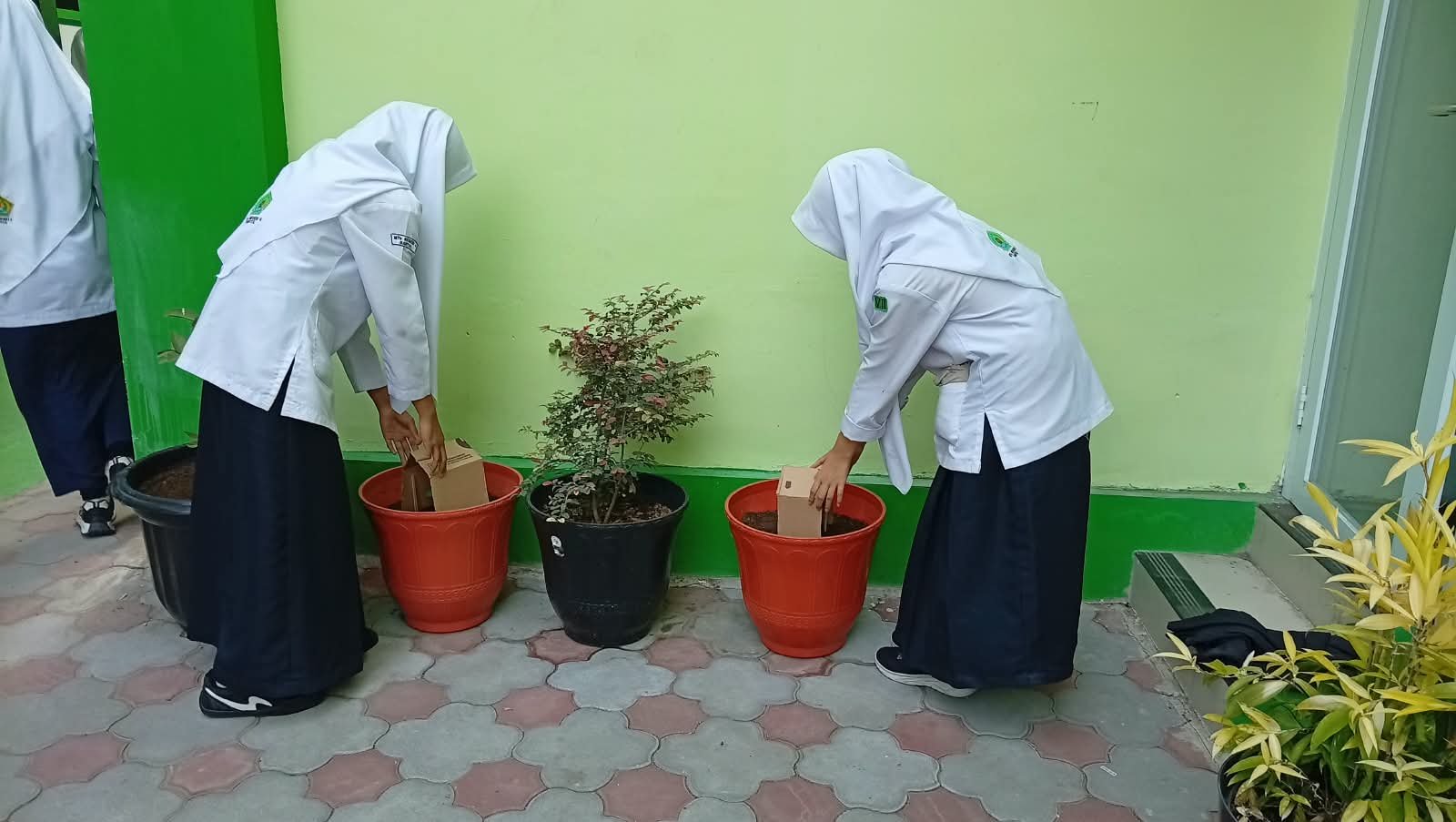 Siswa MTs N 6 Bantul Lindungi Tunas Kacang Panjang dengan Kardus Bekas